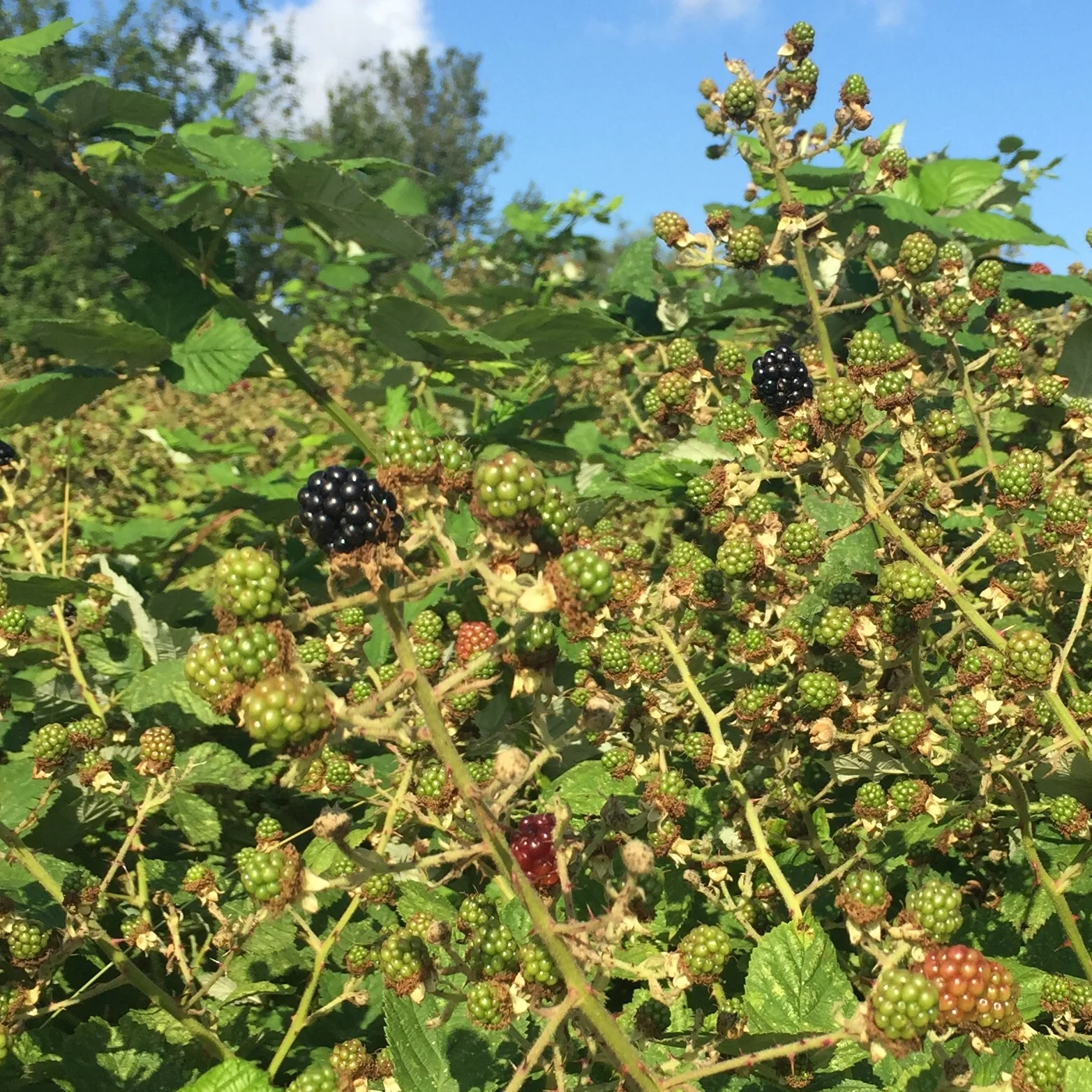 Early blackberries / a foraged breakfast