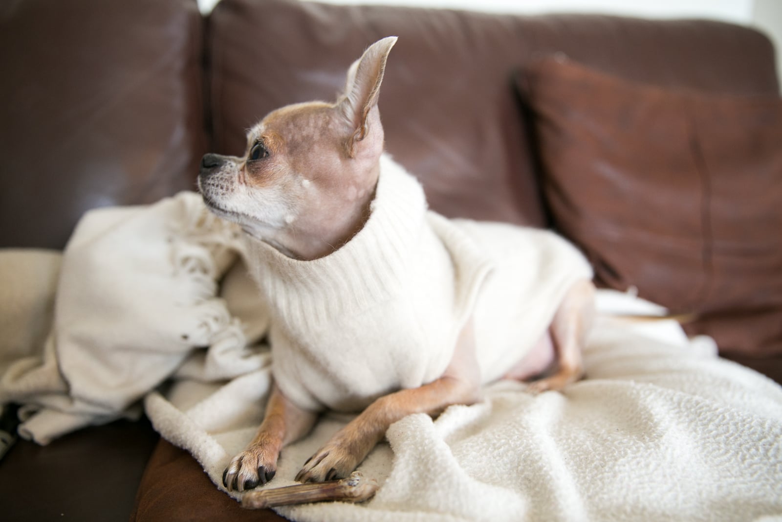 A love letter to my dog on his 7th birthday