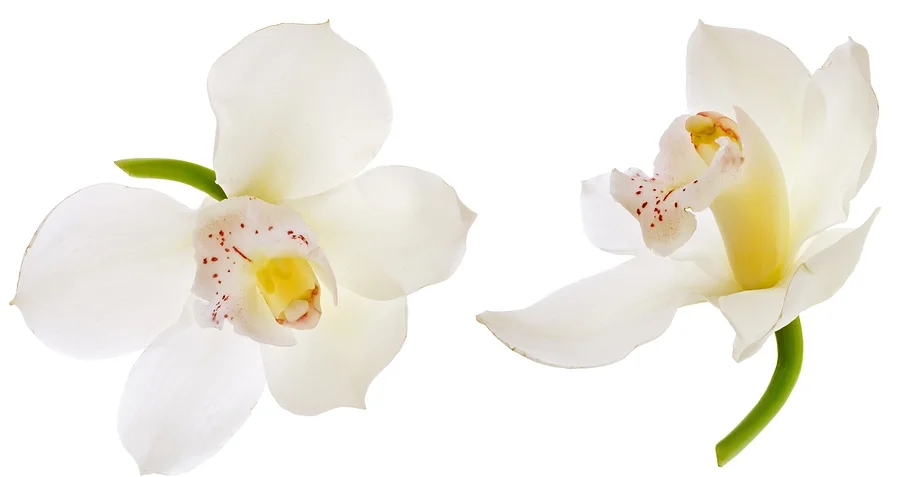 white orchid.jpg
