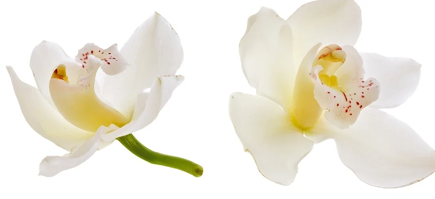 white orchid.jpg
