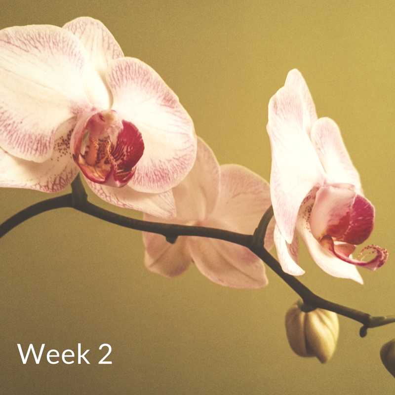 Week 2