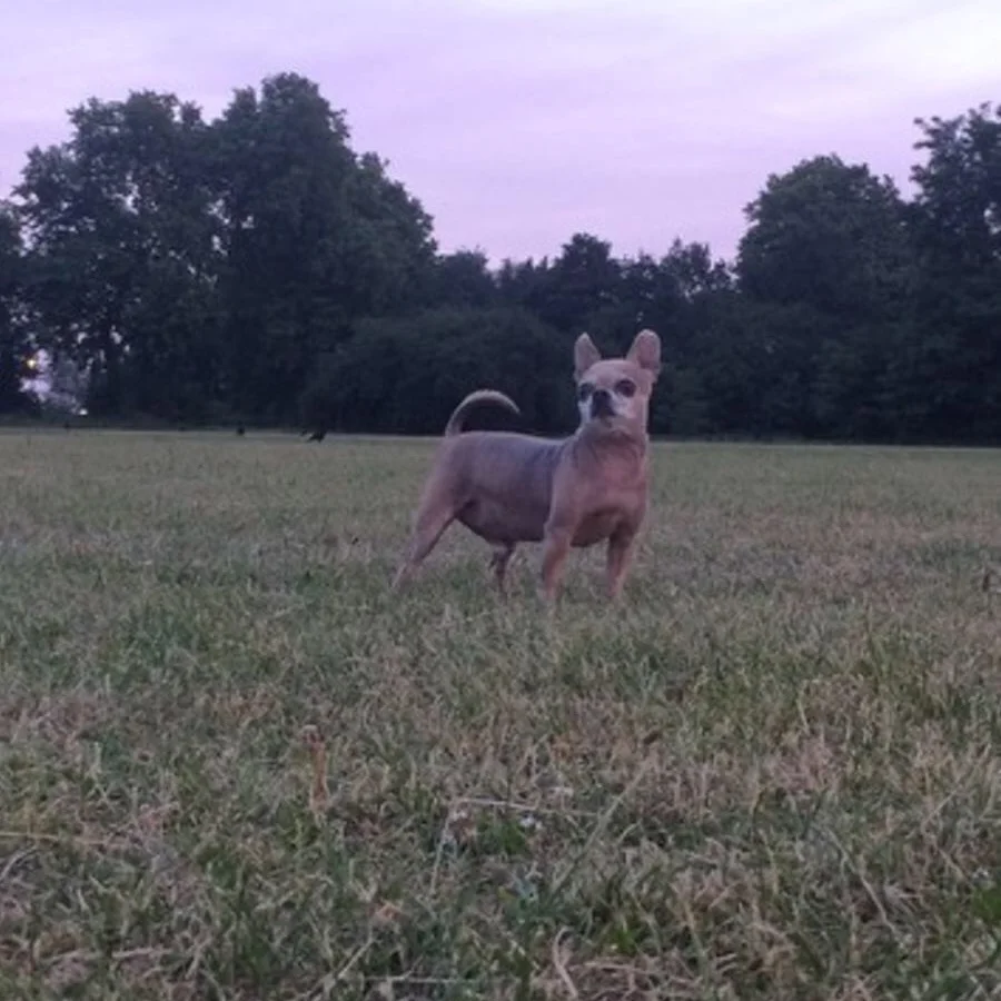 The little dog with big self esteem