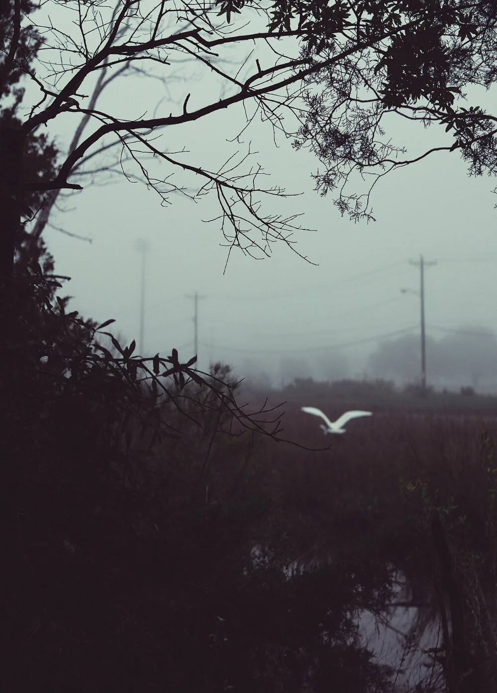 Egret.jpg