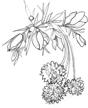 Bespoke+bridal+illustration+Millie+Wilkins.jpg