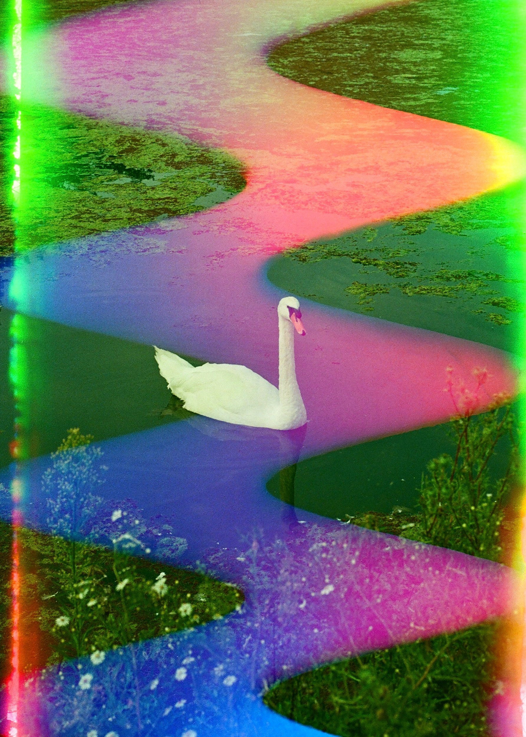 swan-1.jpeg