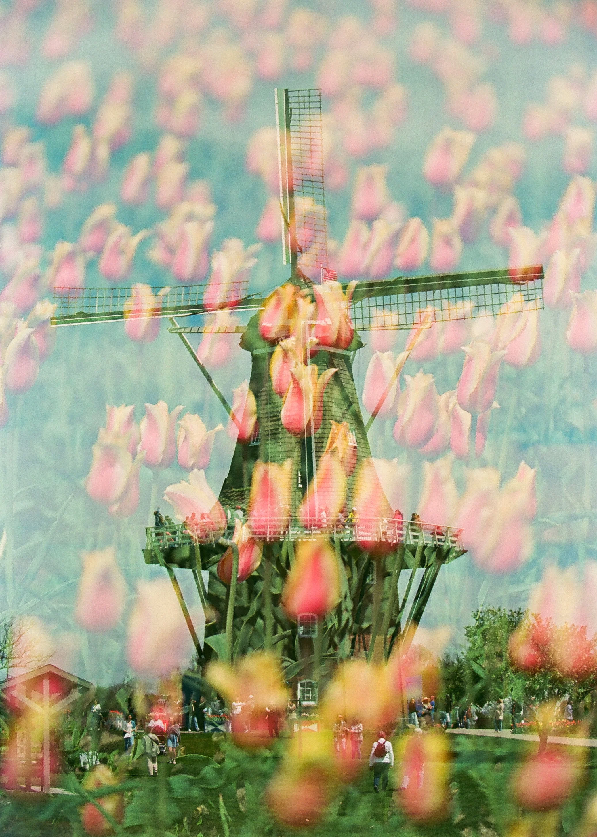HollandWindmillxTulips-2.jpg
