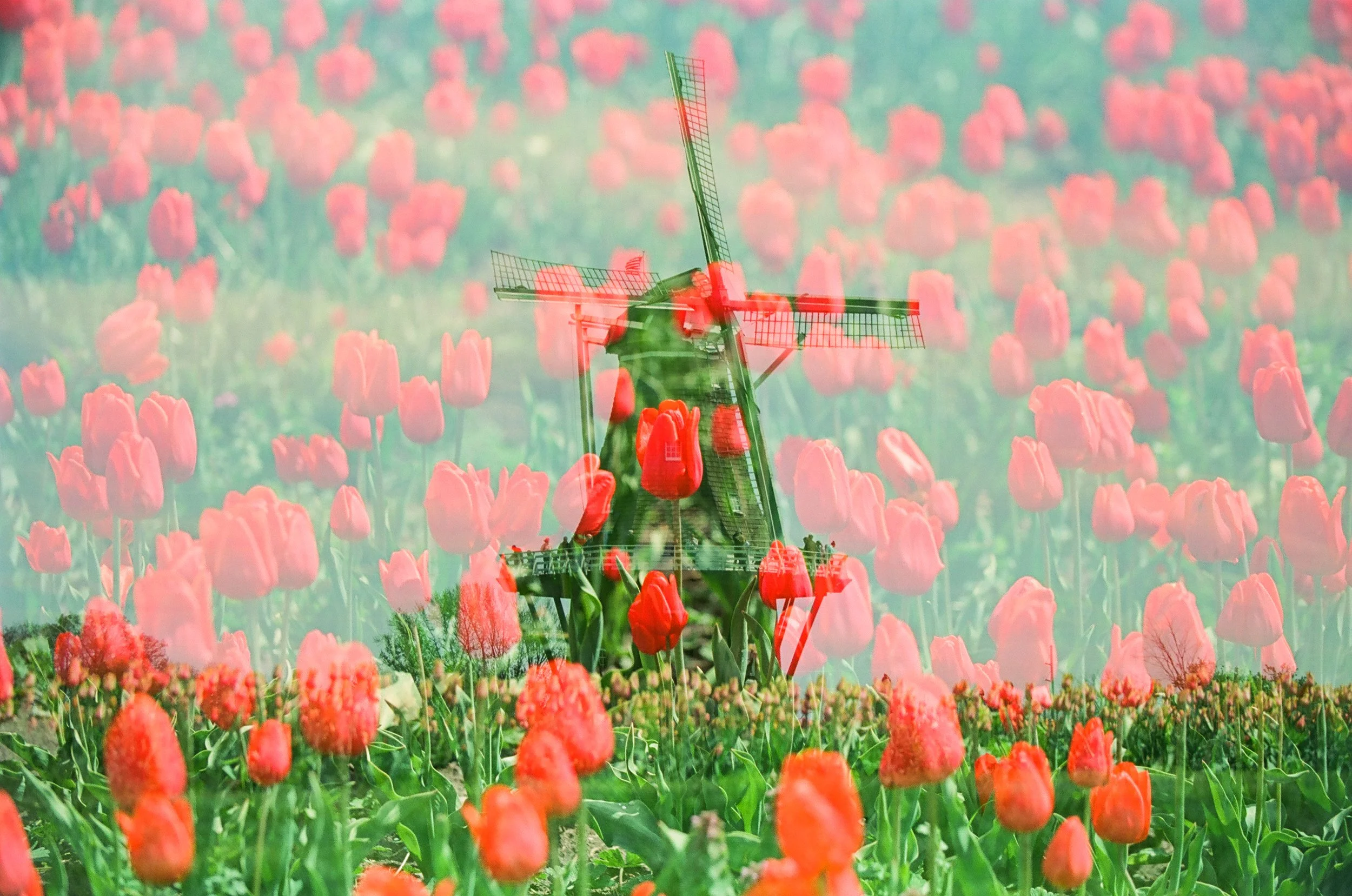 HollandWindmillxTulips-5.jpg