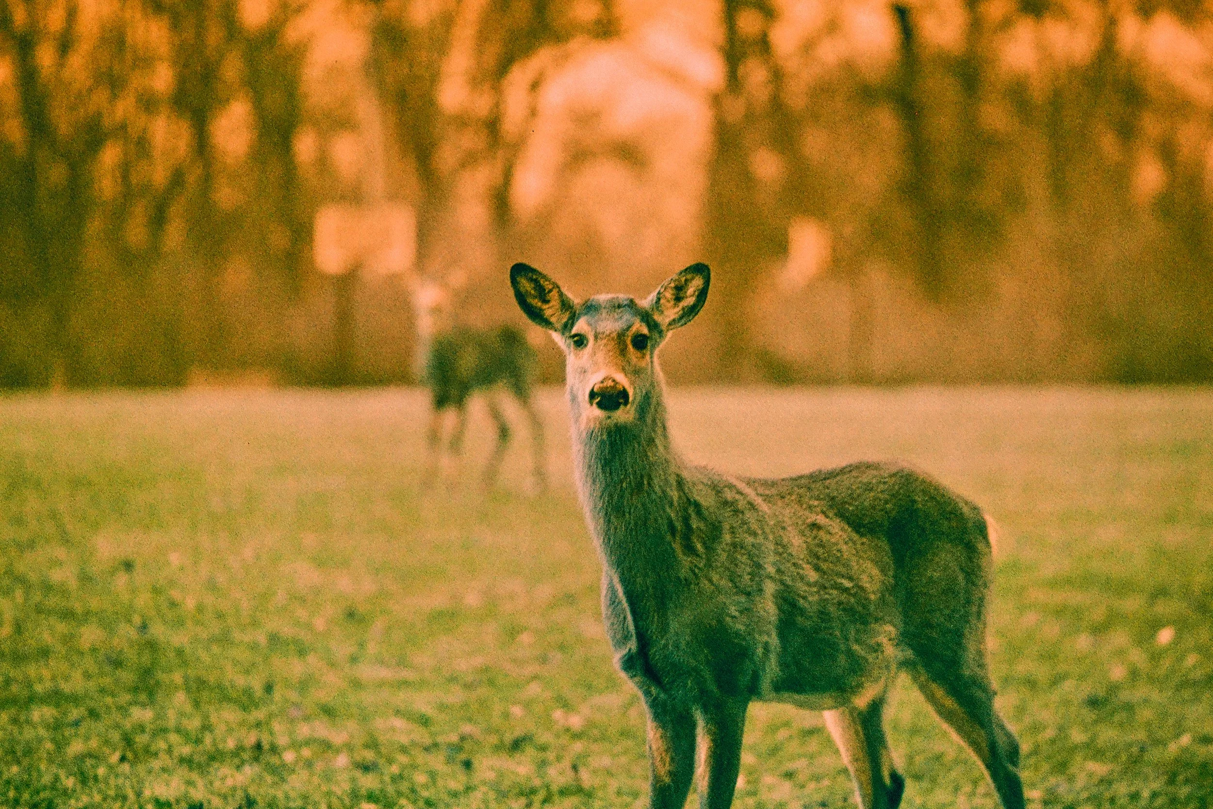 DeerSwitchAzure-2.jpg