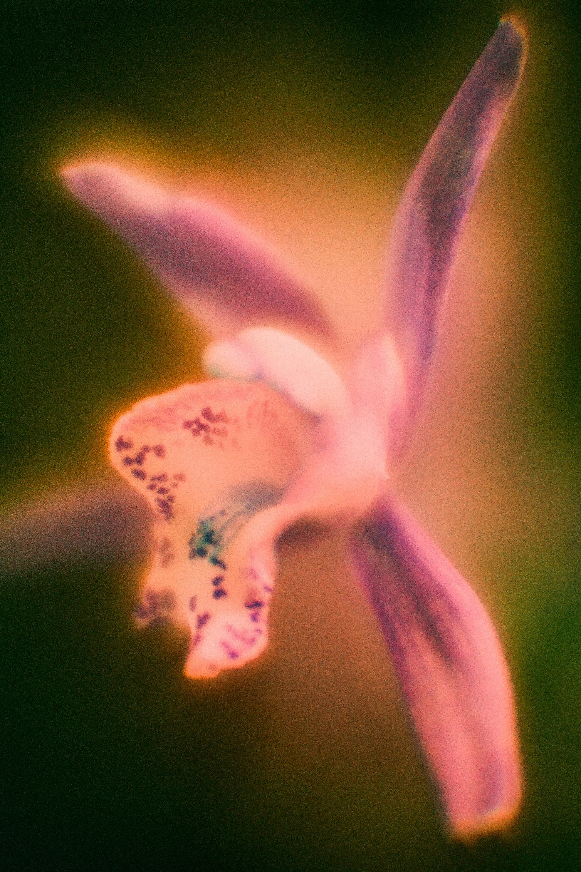 OrchidSwitch-1.jpg