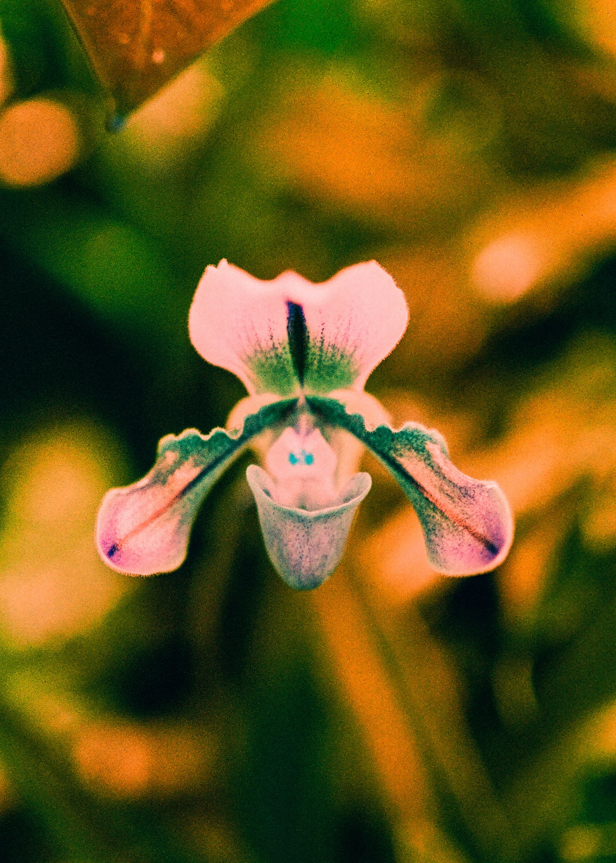OrchidSwitch-3.jpg