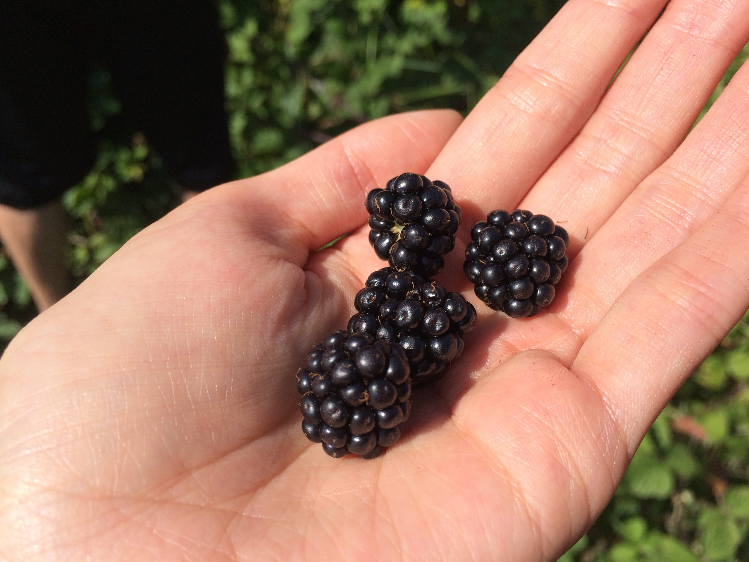 09.Aug 2015 : Brombeeren