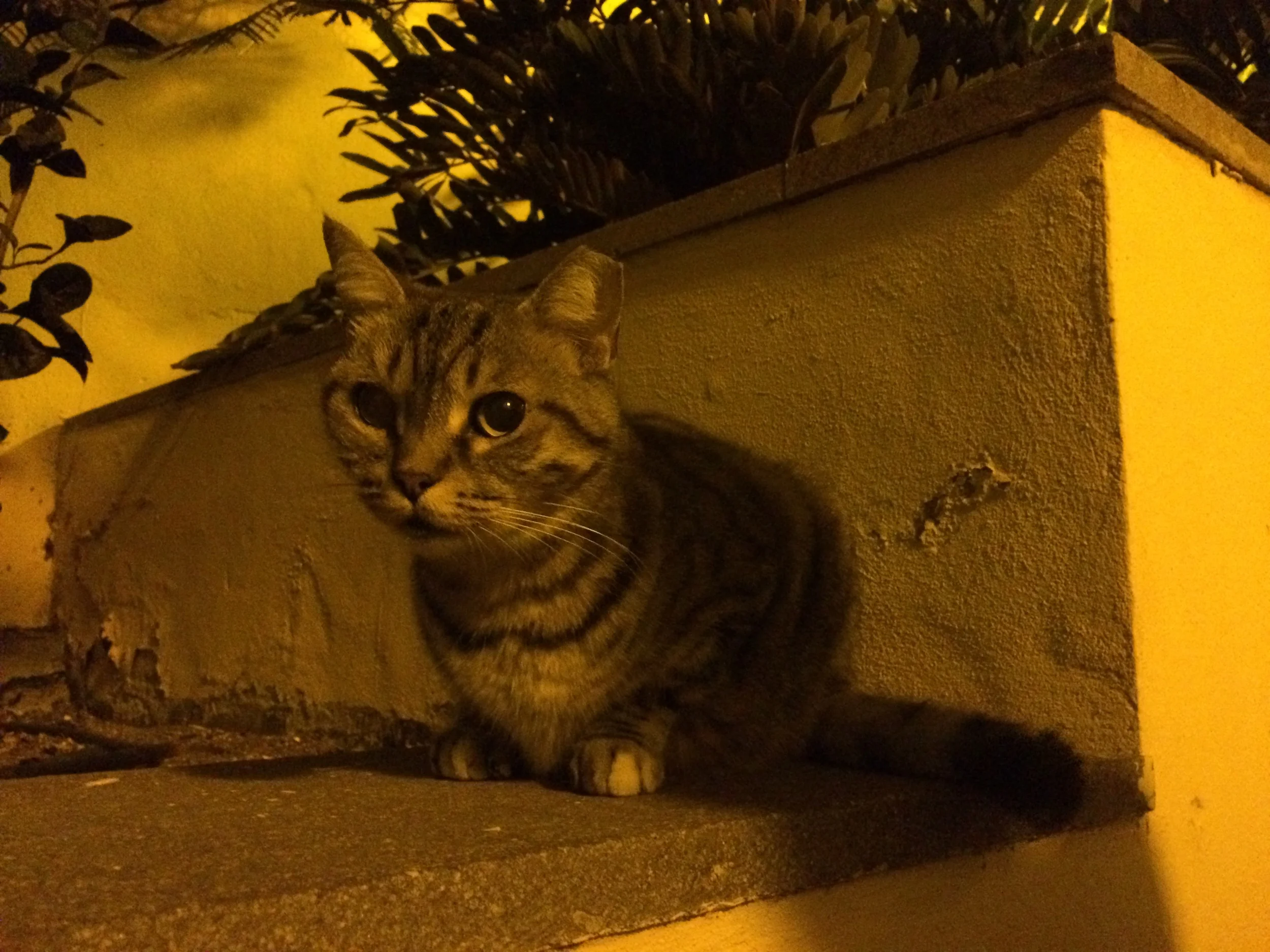 03.Sep 2015 : El Malo