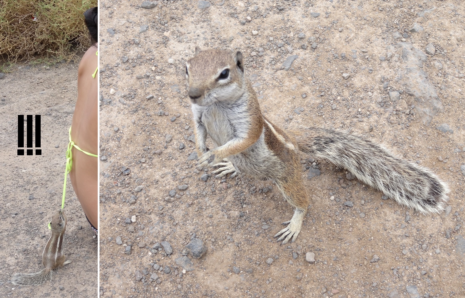 03.Sep 2015 : Eichhörnchen - niedlich, aber richtig frech!!