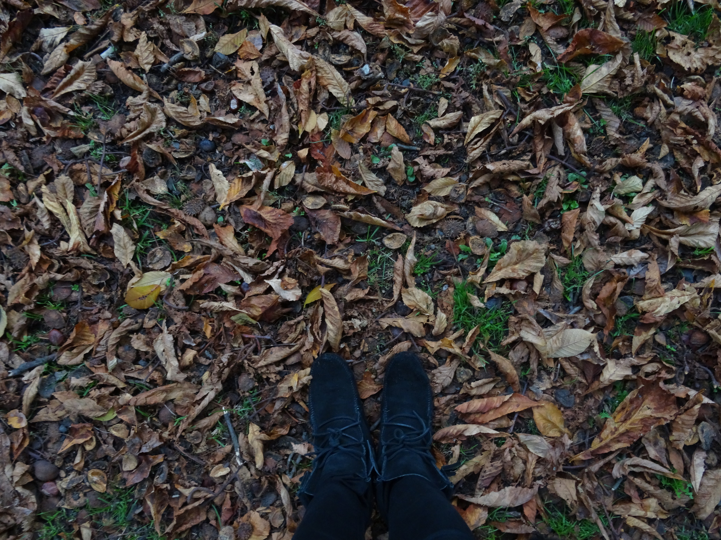 15.Okt 2015 : abgefallenes Laub