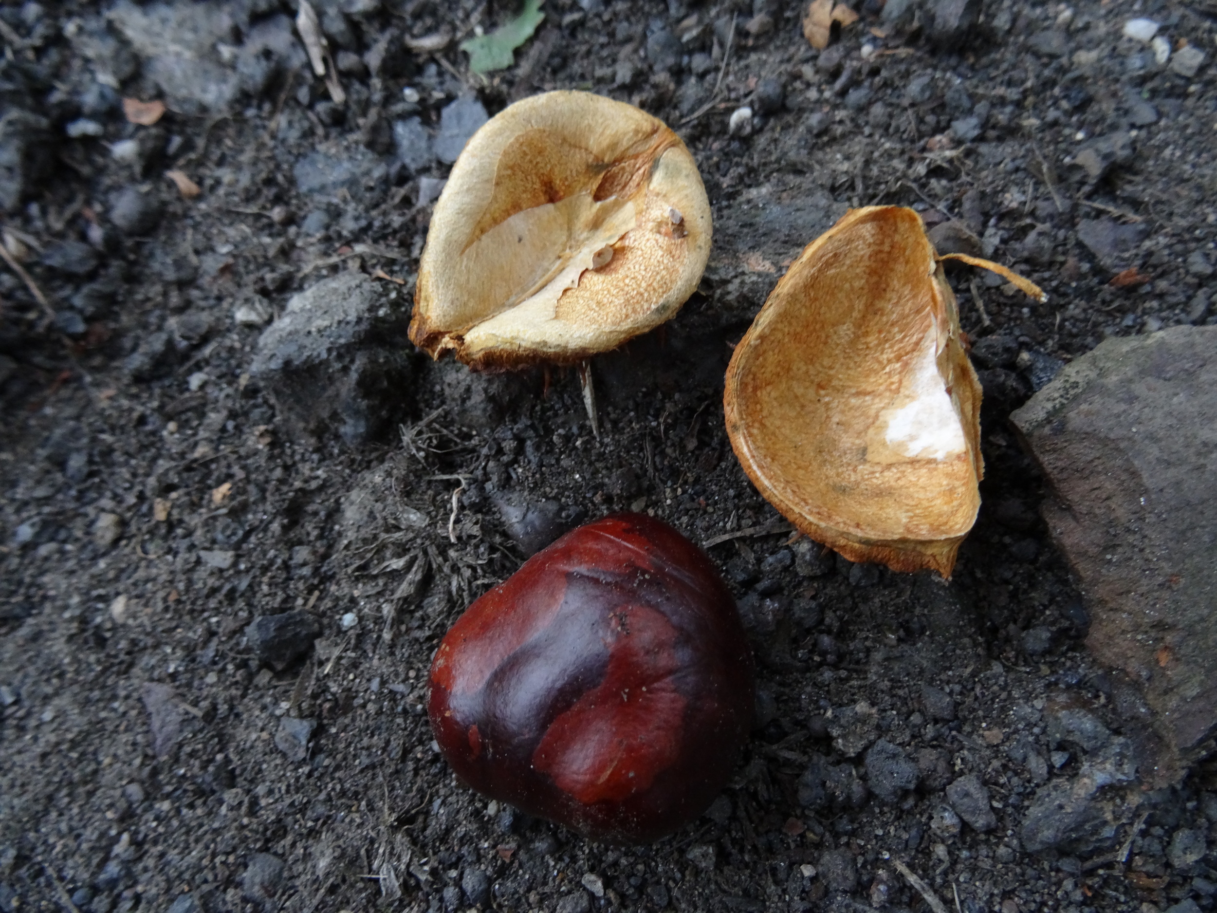 15.Okt 2015 : Es ist eine Kastanie??