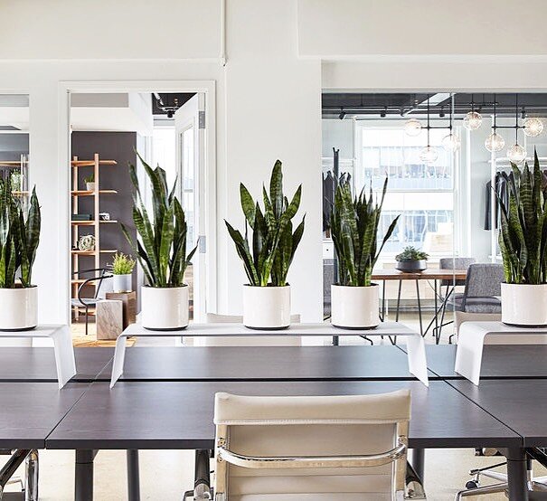 It&rsquo;s time to rethink office interiors in the time of #covid. We are already getting requests. #letsdothis #officedesign #interiordesign #officespace #workfromhome @poppin @hem #greenery #office