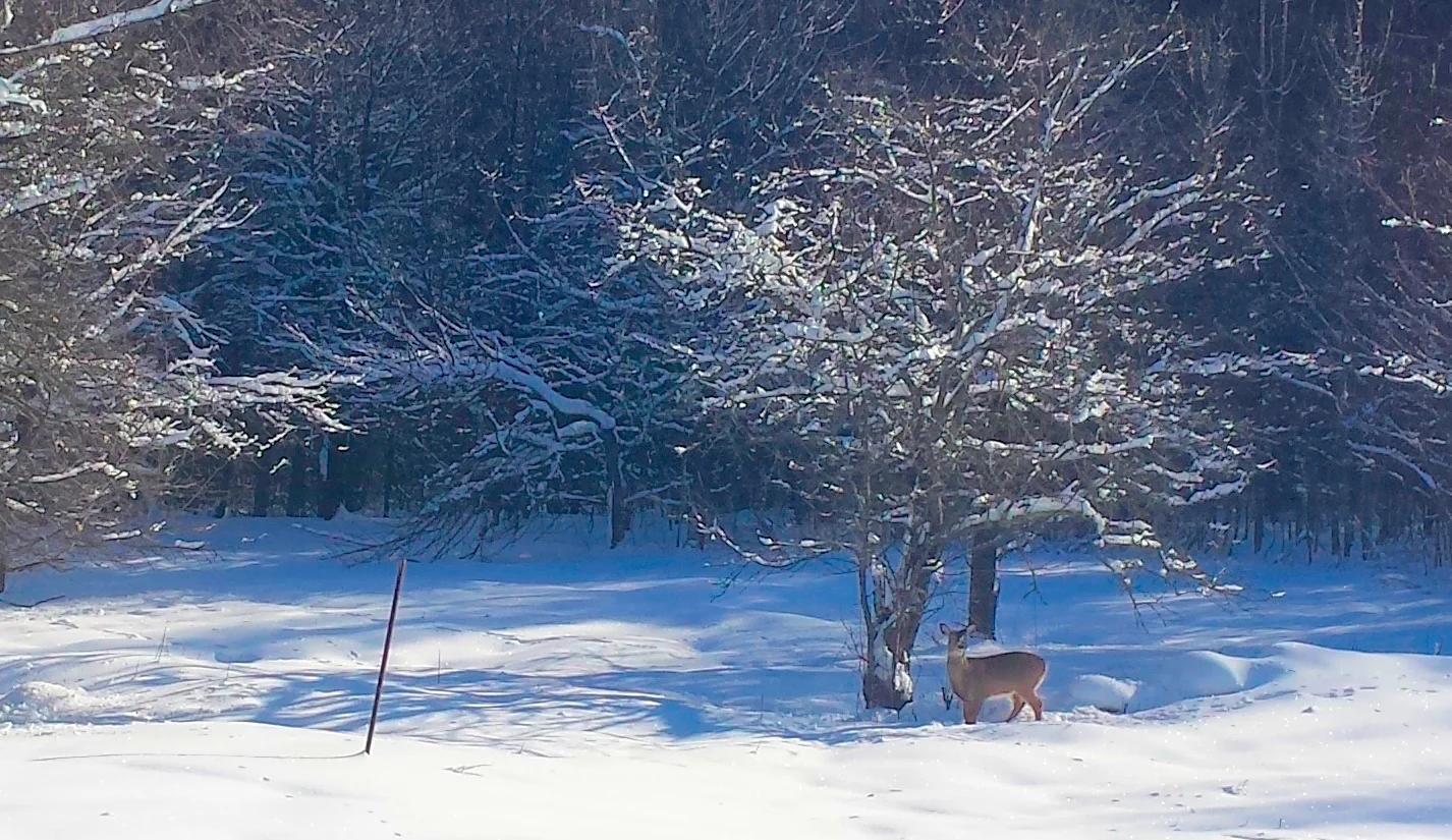 Wardsboro Country Store