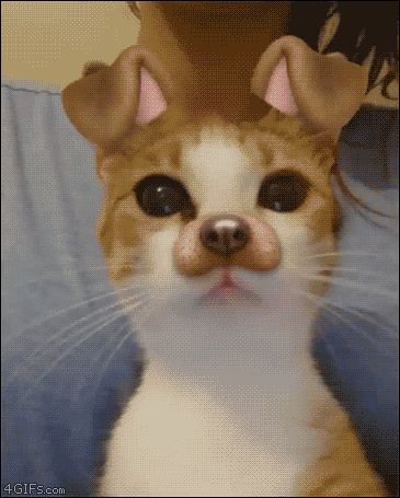 giphy (3).gif