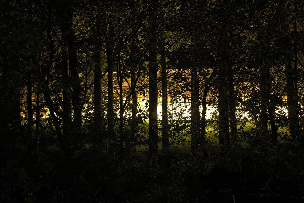 Lynne Auld "Light In The Forest"
