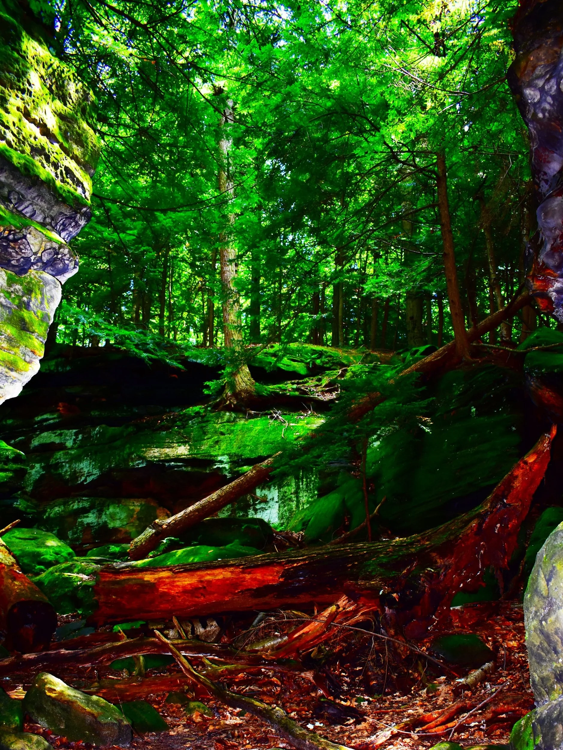 Deep inside a green forest, by Maggie Elmer