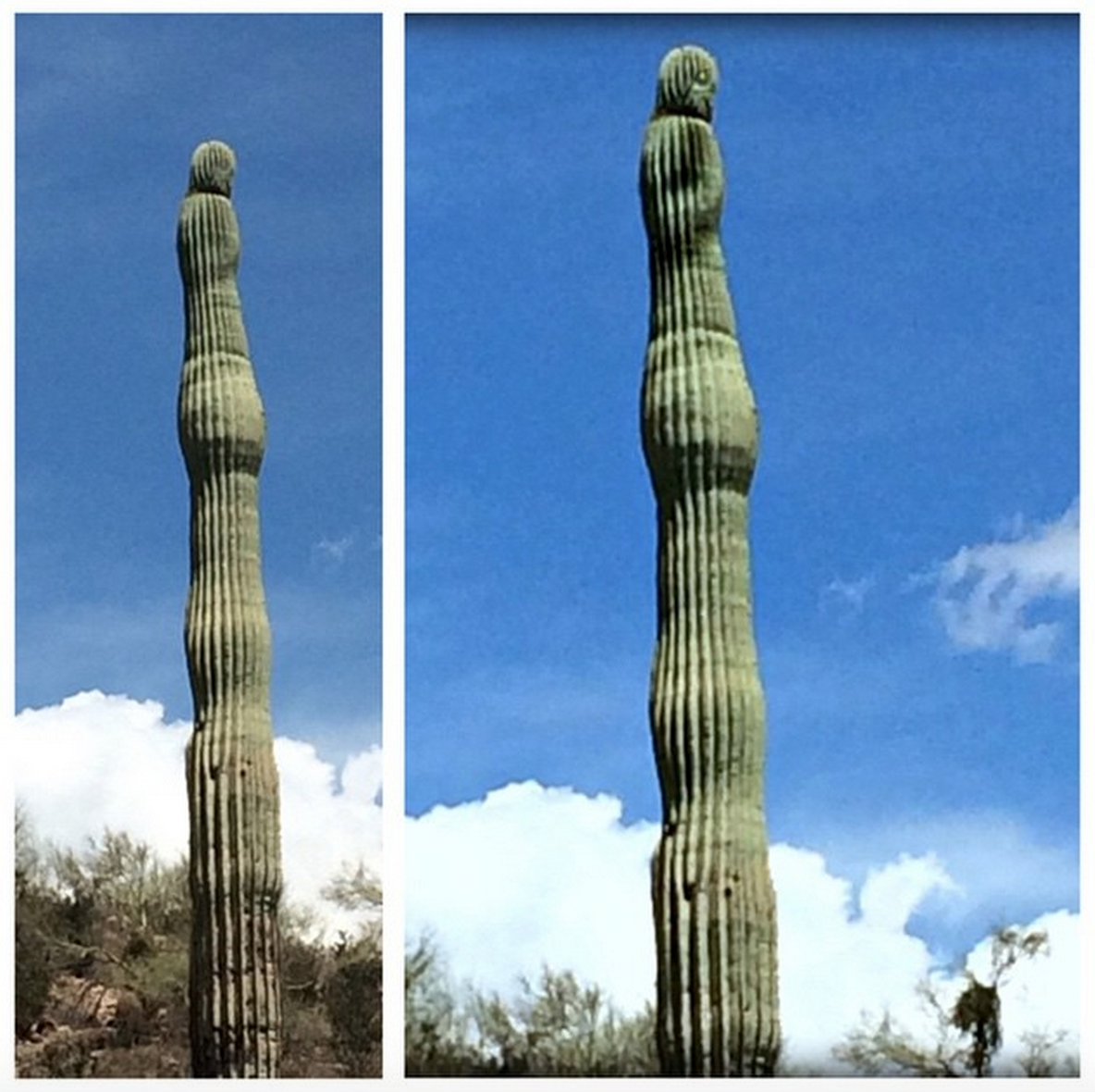 Cactus_man_face.jpg