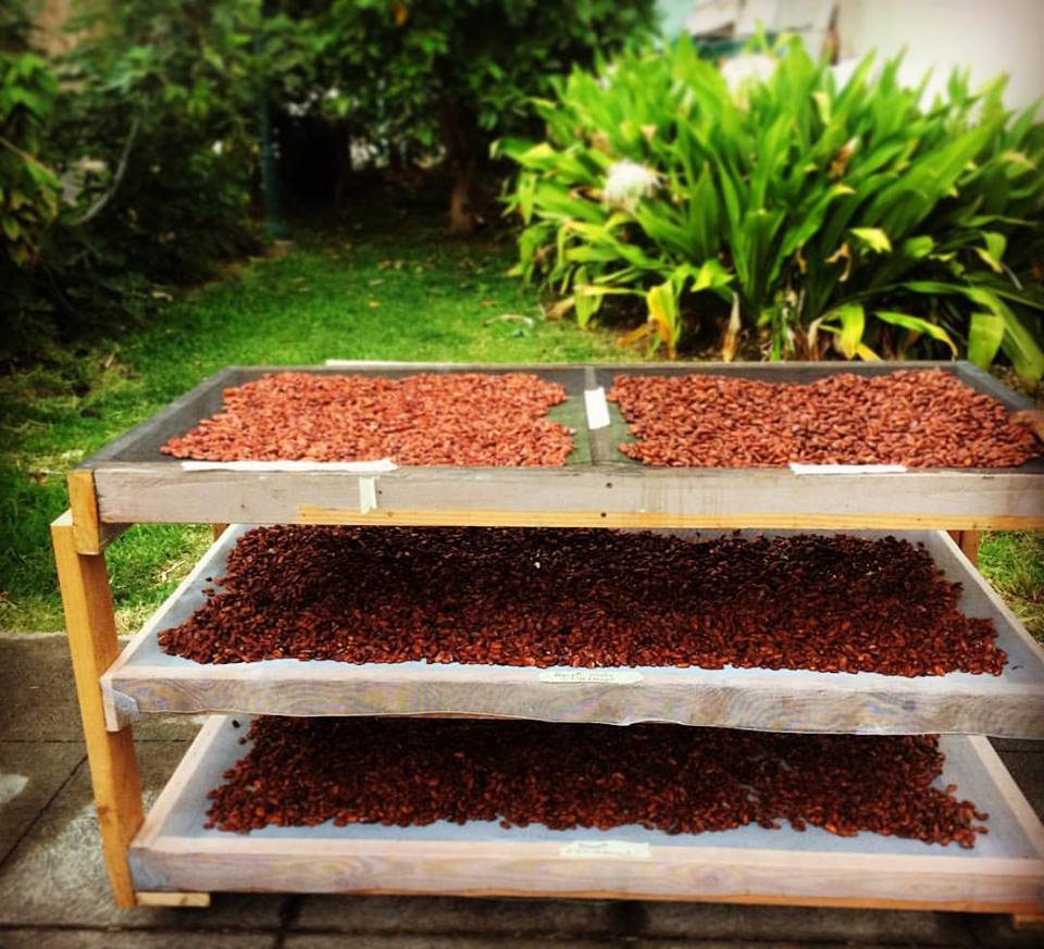 Cocoa beans drying at Madre Chocolate