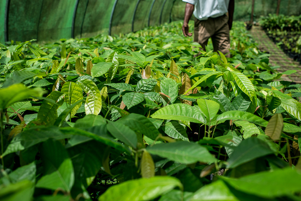 Workers care for tiny cacao plants at Hotel Chocolat's nursery, convincing them to grow into tall trees. Photo by Jenny Sathngam.