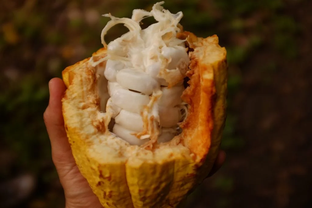 This is what fresh cacao looks like. Crazy, right?!