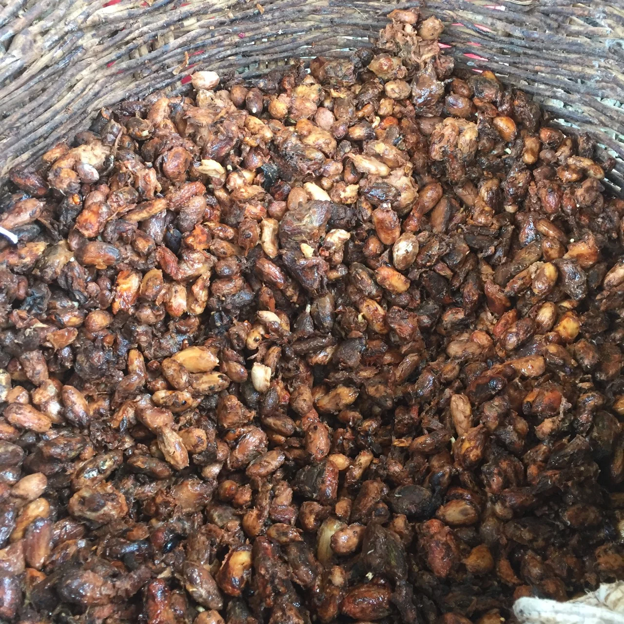 Beans infected with witches' broom being fermented, photo by Baiani Chocolate
