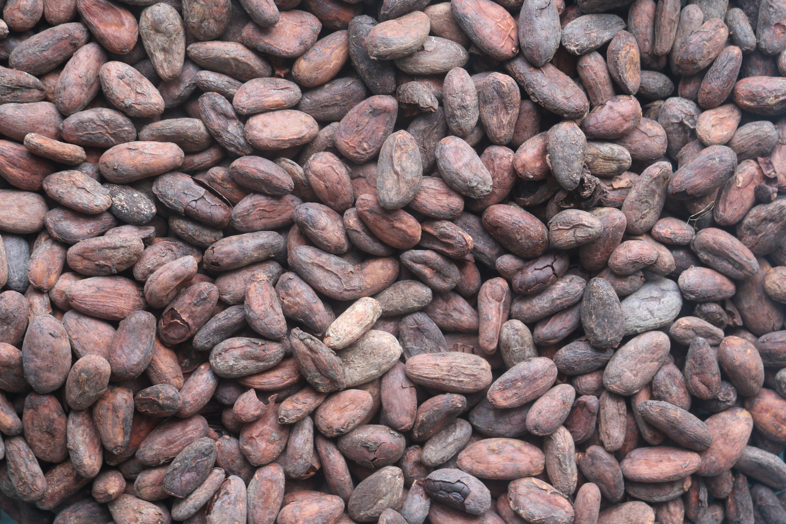 01 ~ Whole Cocoa Pod  ~ Theobroma cacao ~ Viable Seeds ~ Rare Fresh coco 