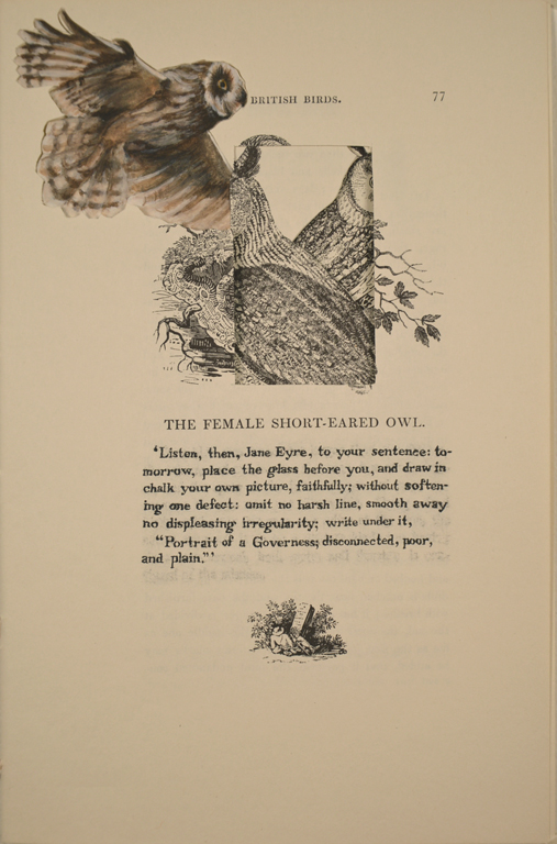 The Female Short-Eared Owl (Jane Eyre)