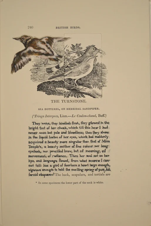 The Turnstone (Helen Burns)