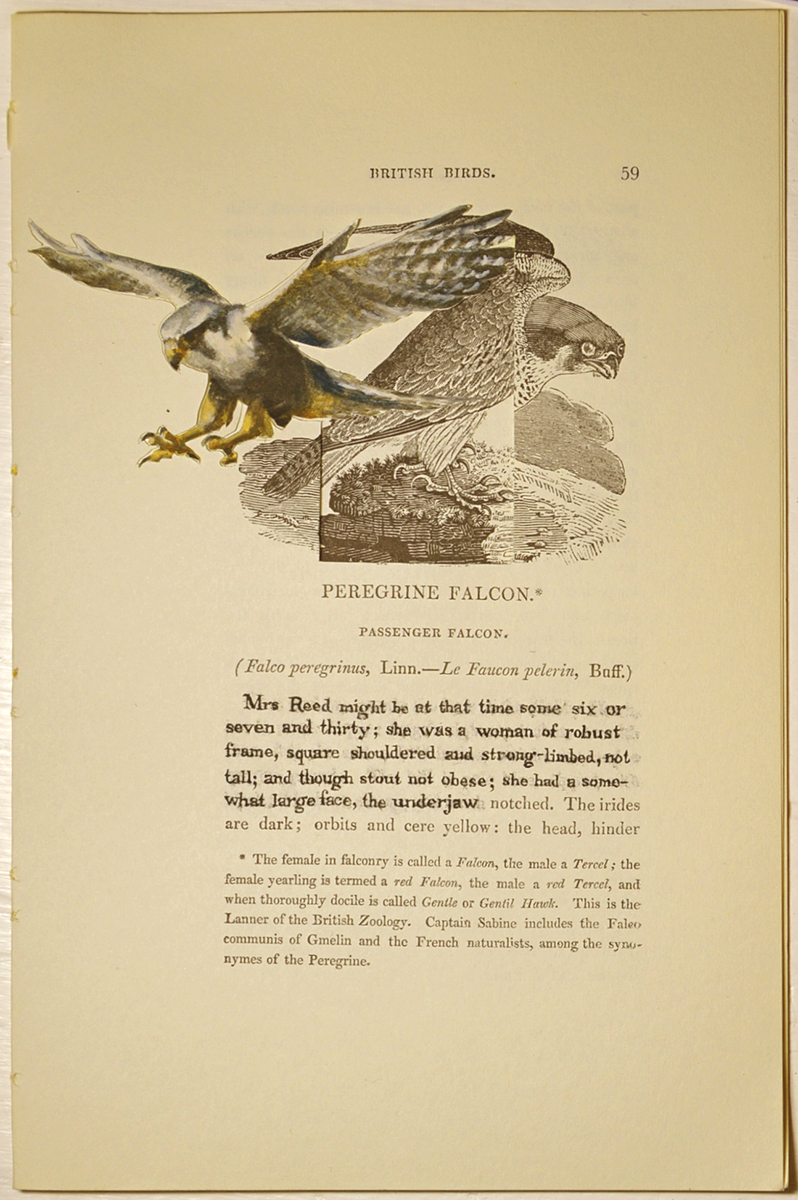 The Peregrine Falcon (Sarah Reed)