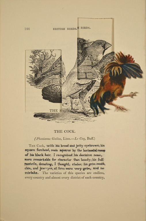 The Cock (Edward Rochester)