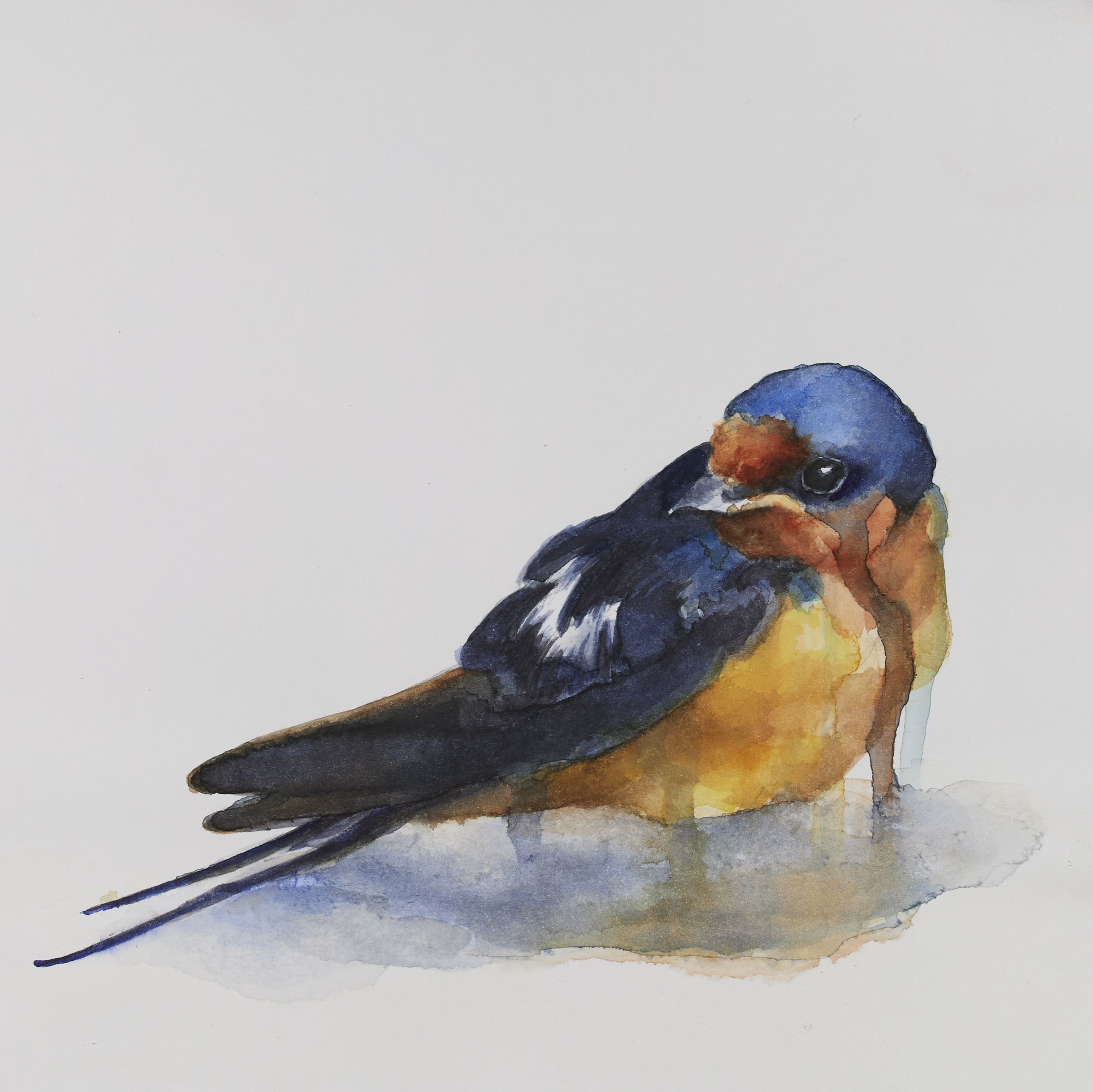 At Rest: Barn Swallow