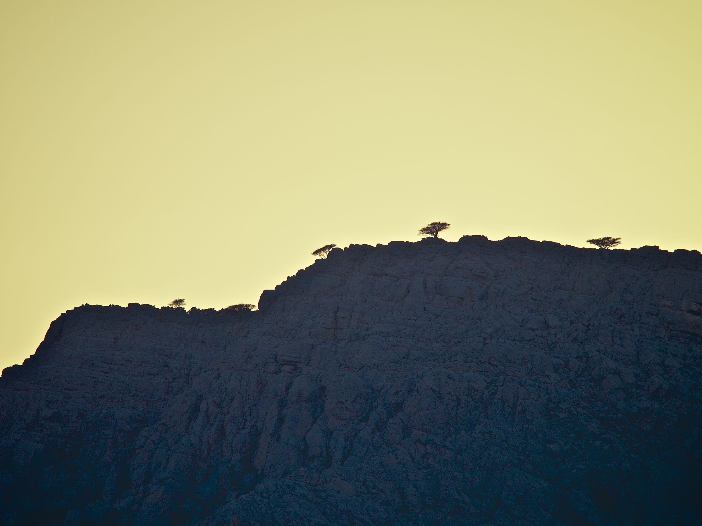 Trees on the Mountain