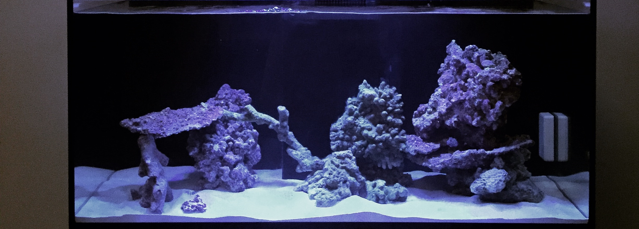 90 Gallon Reef Tank  Saltwater tank, Fish tank, Reef tank