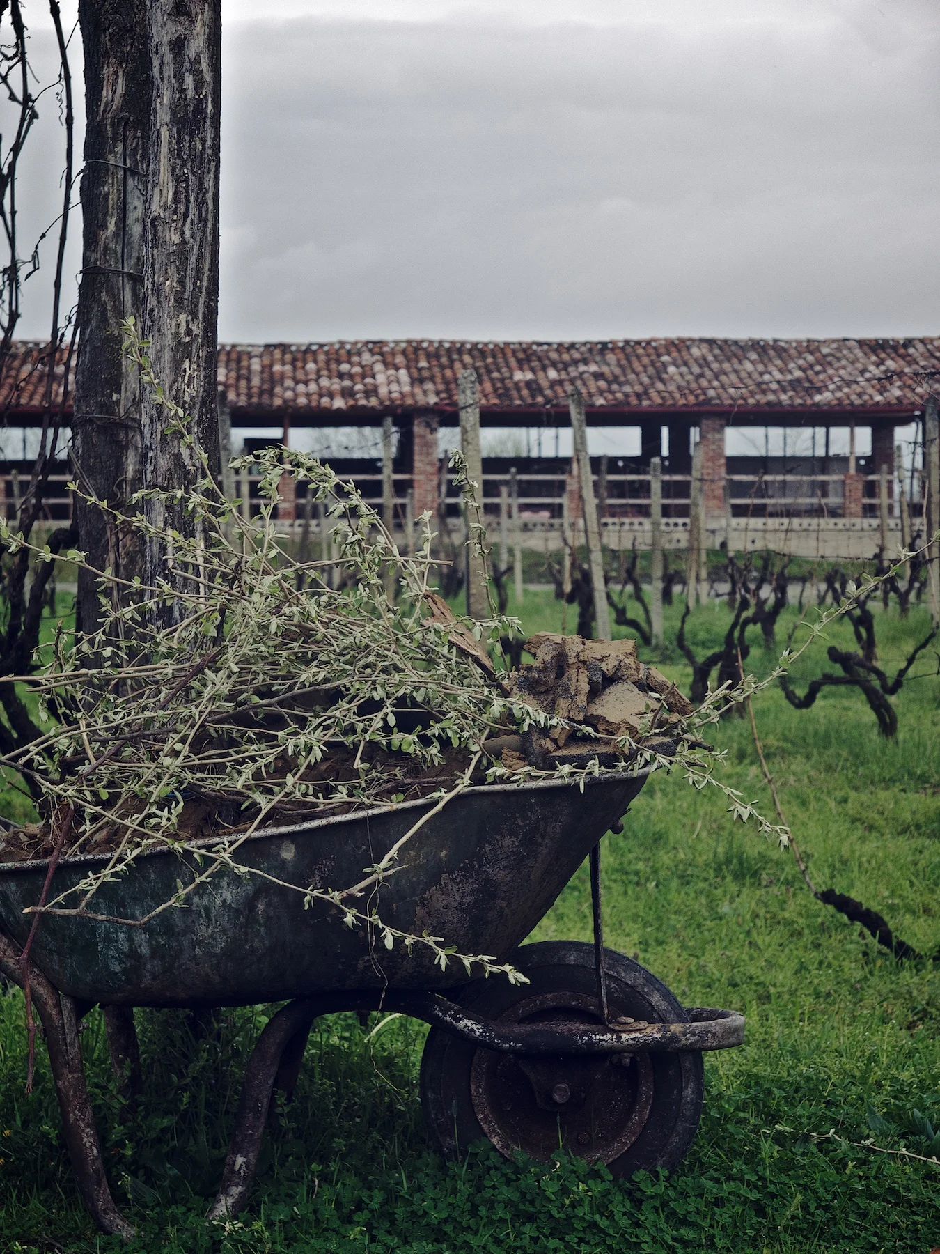 Vineyard Stills