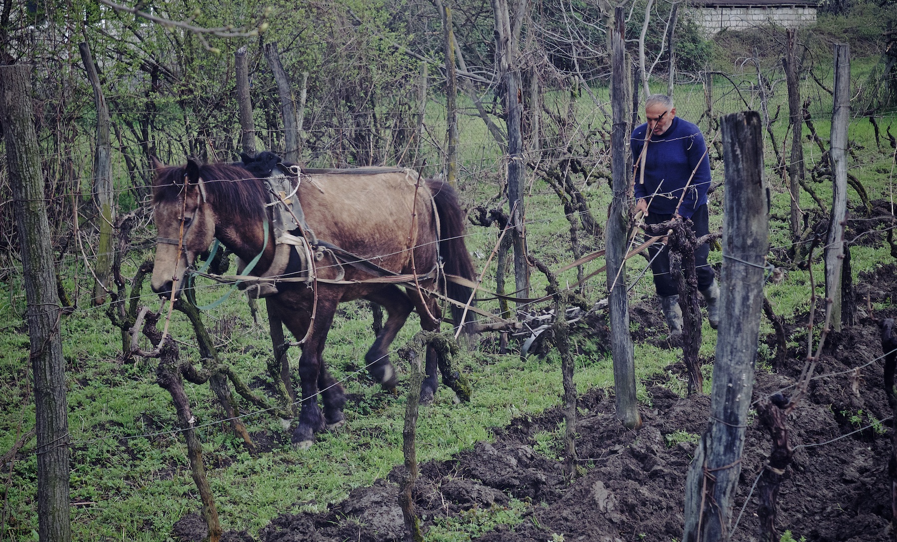 Making Wine