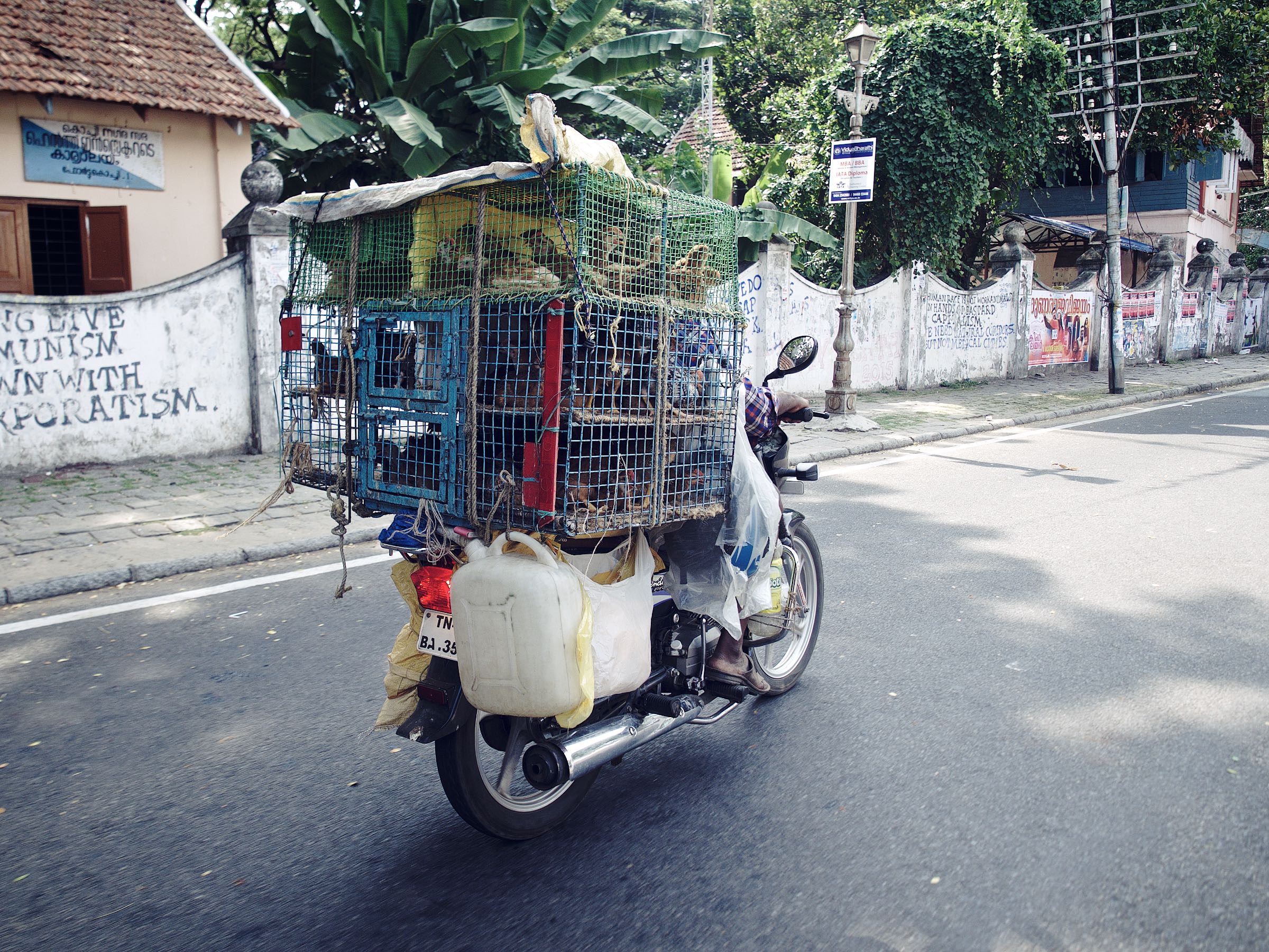 Chicken Transport