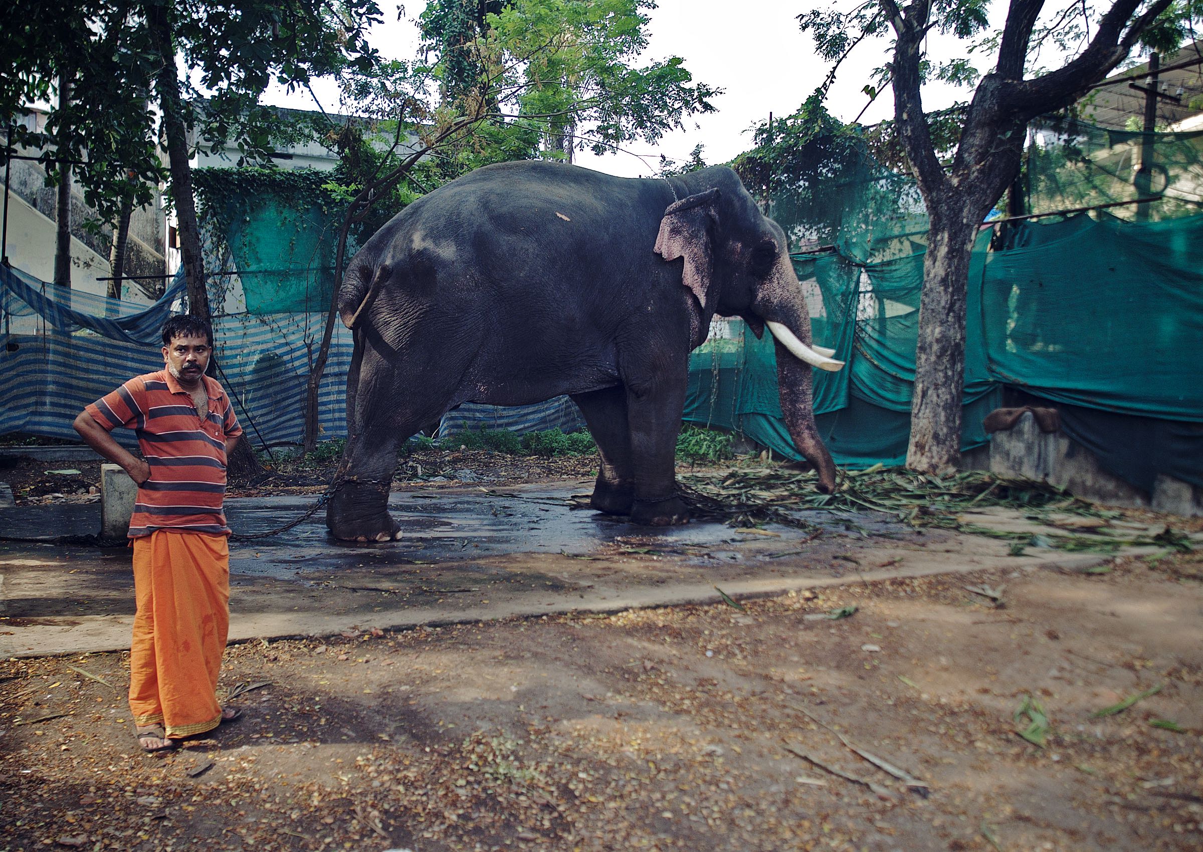 Injured Elephant