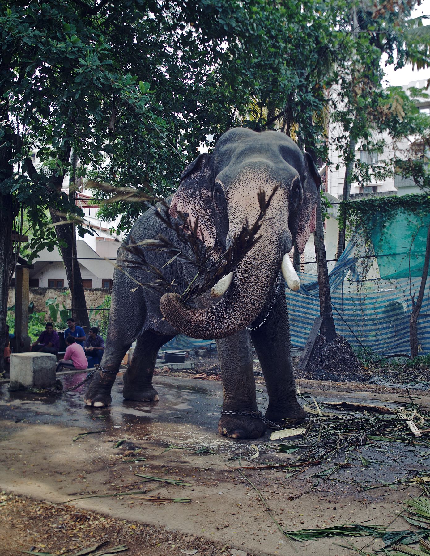 Injured Elephant