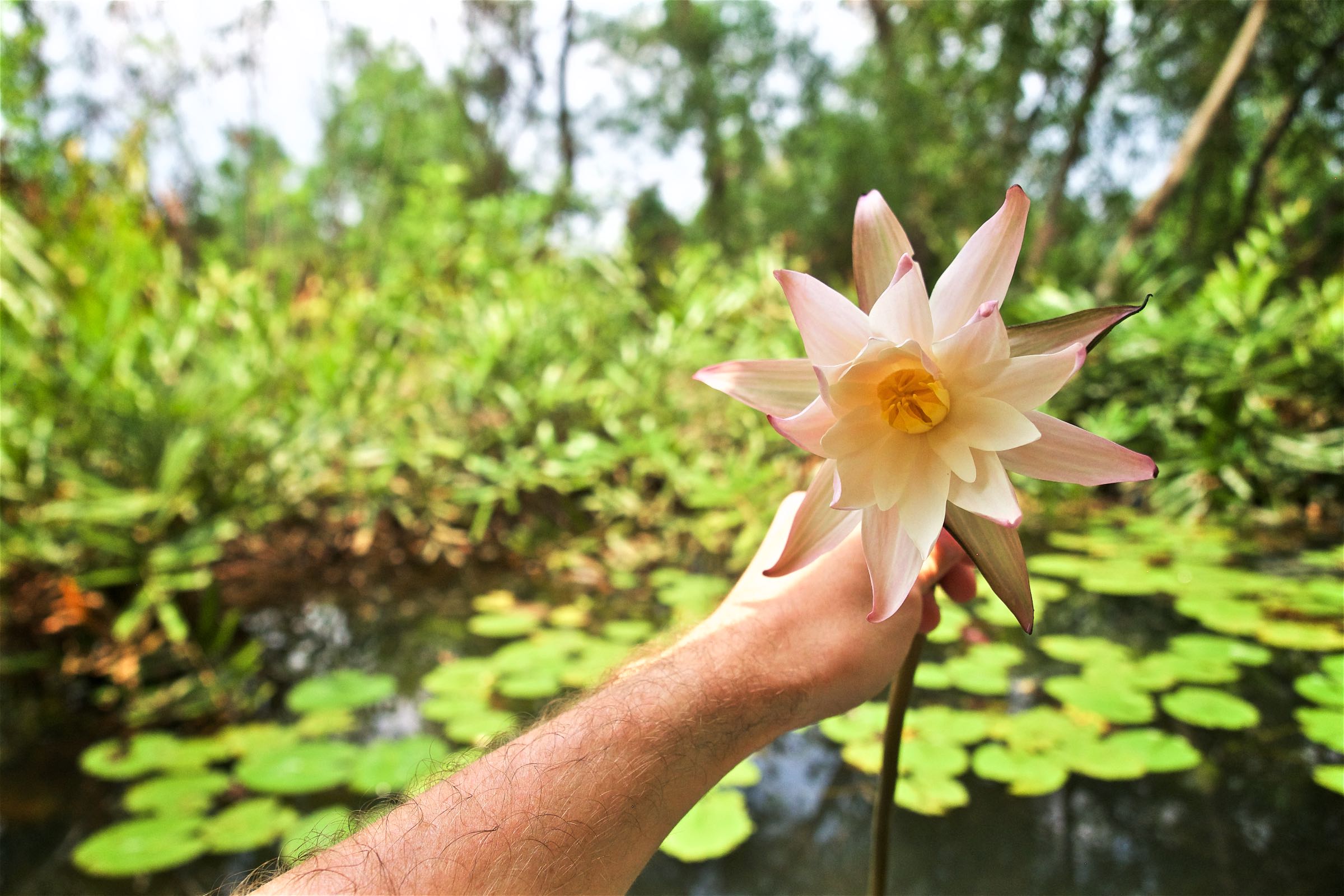 Water Lily