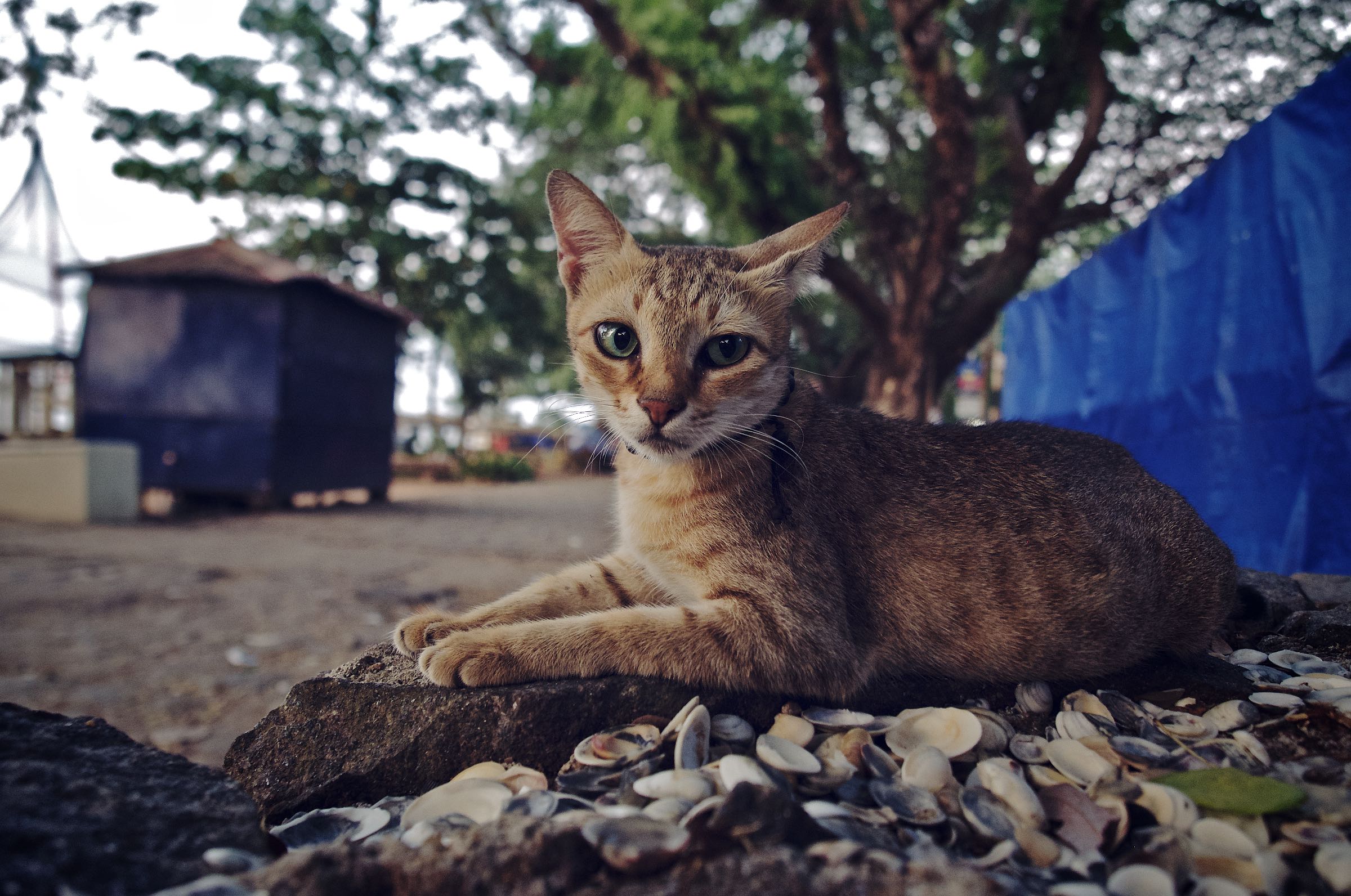 Obligatory Cat Photo