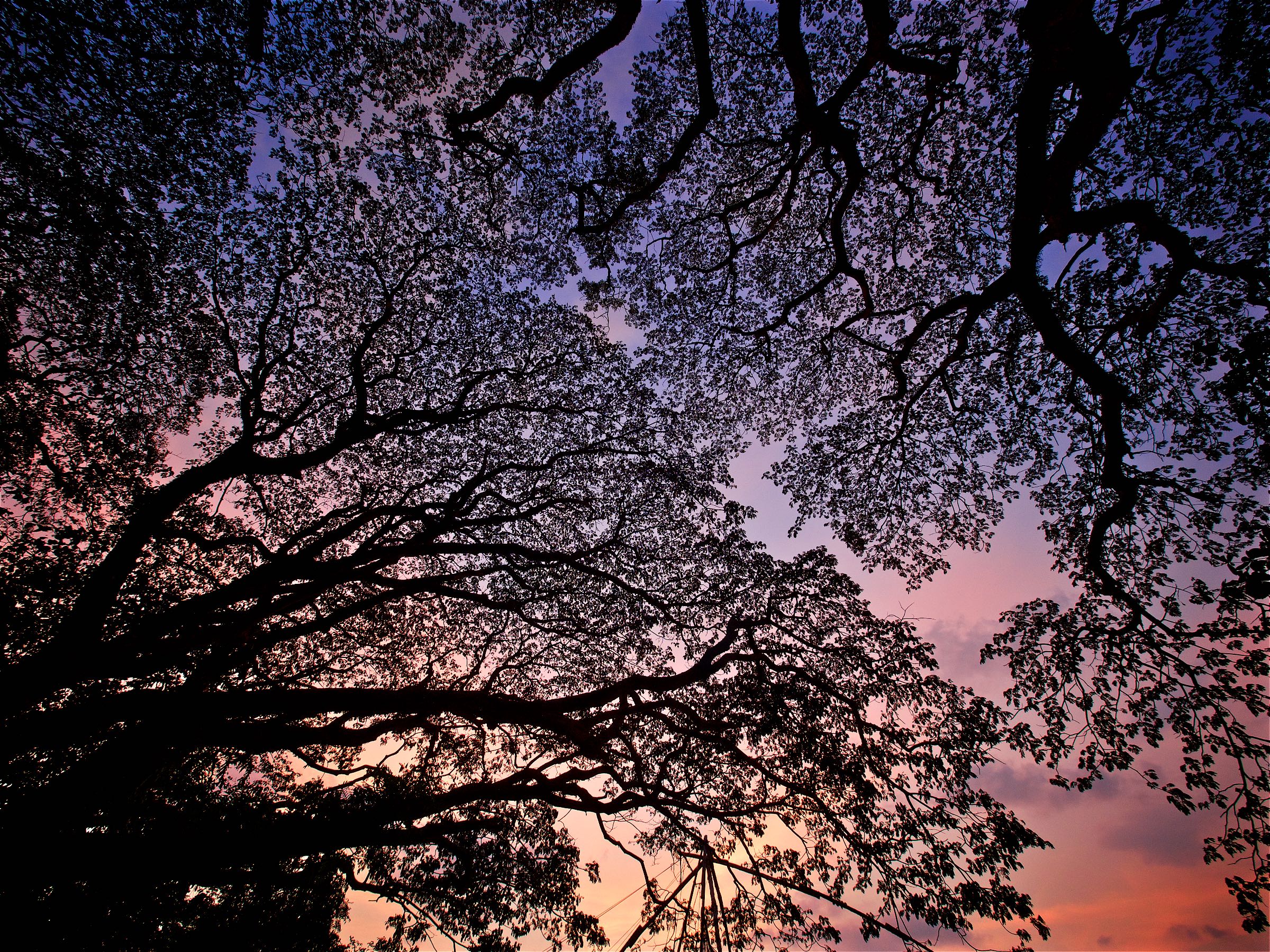 Leaves in the Sky