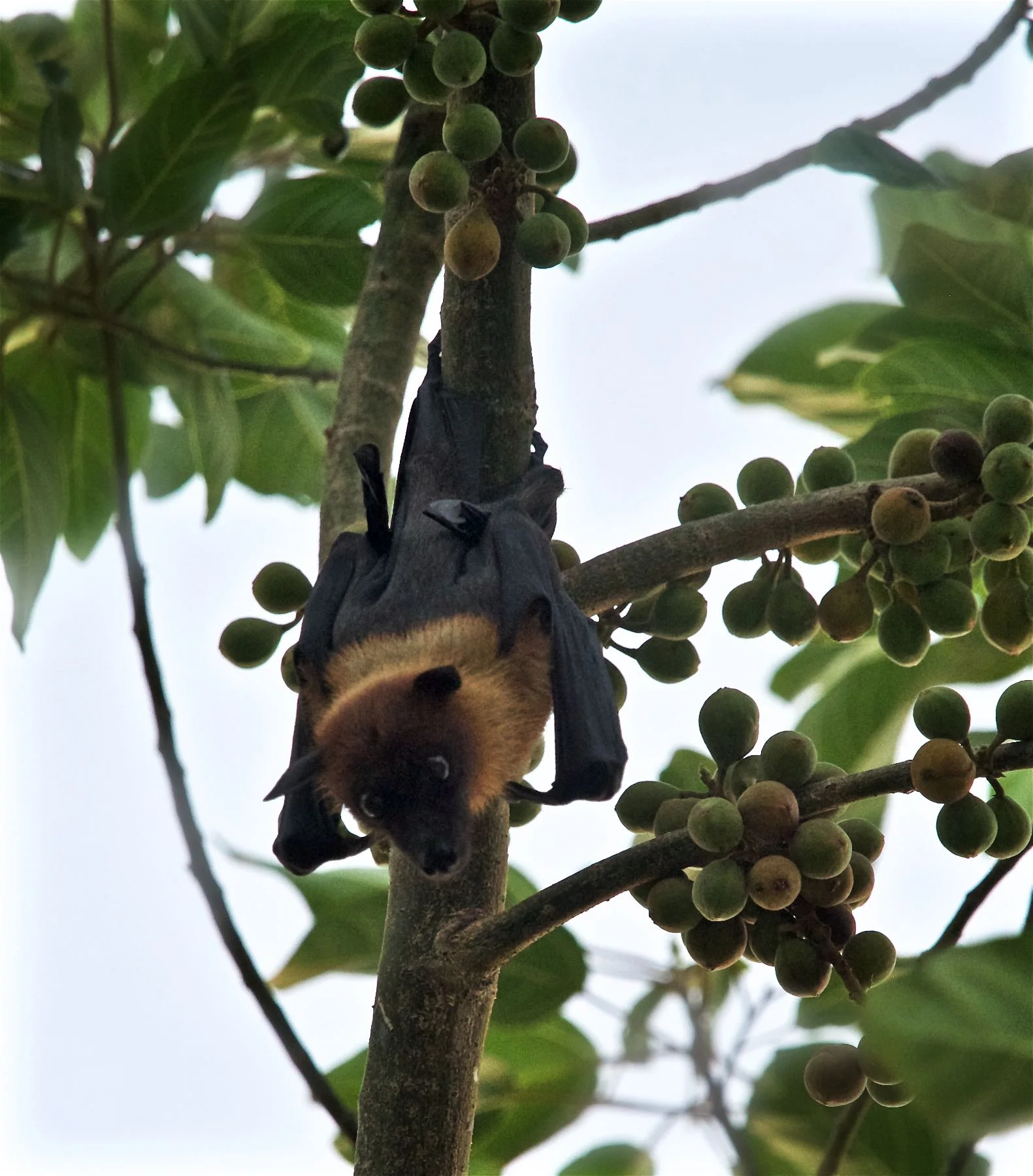 Just hanging