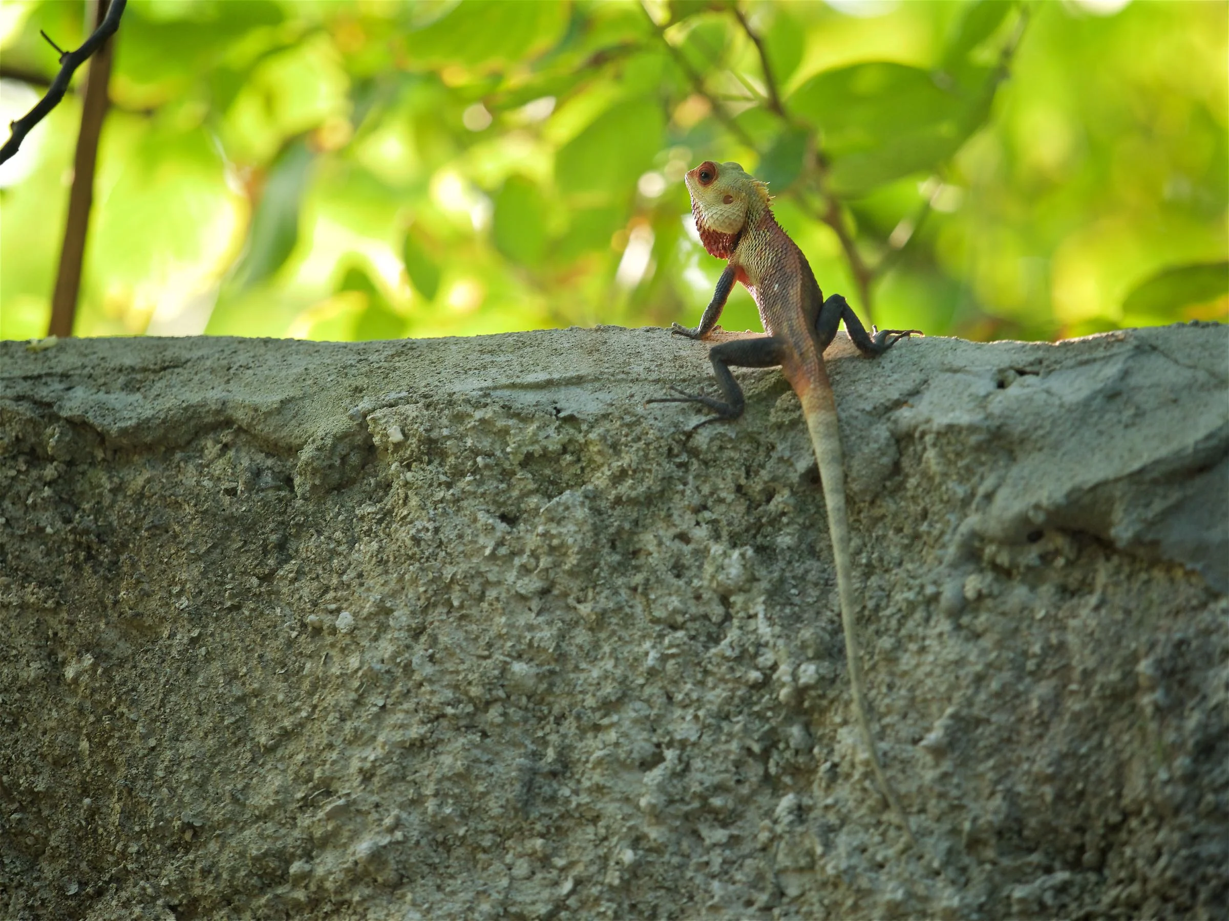 Garden Lizard