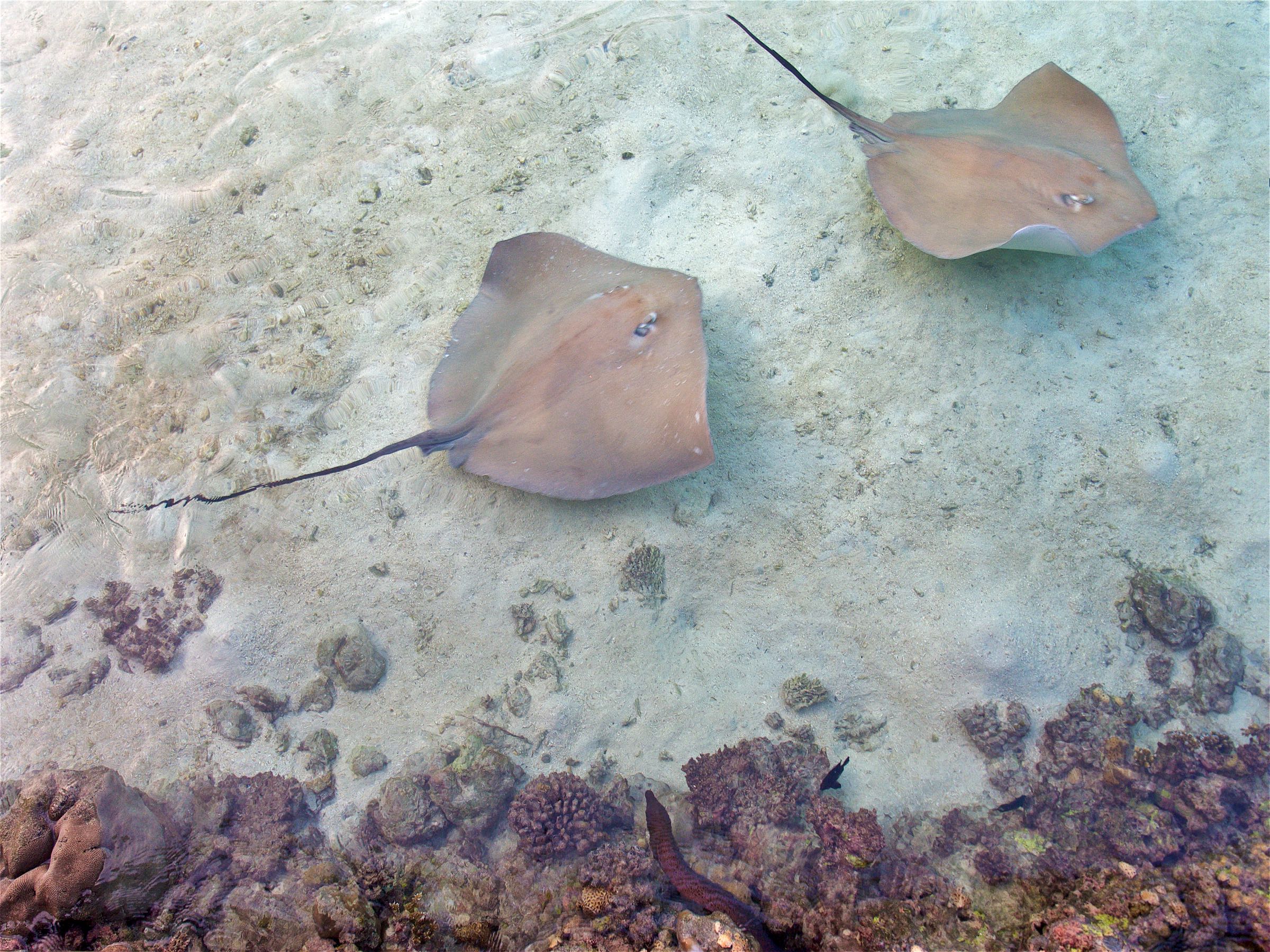 Ray vs Murray Eel