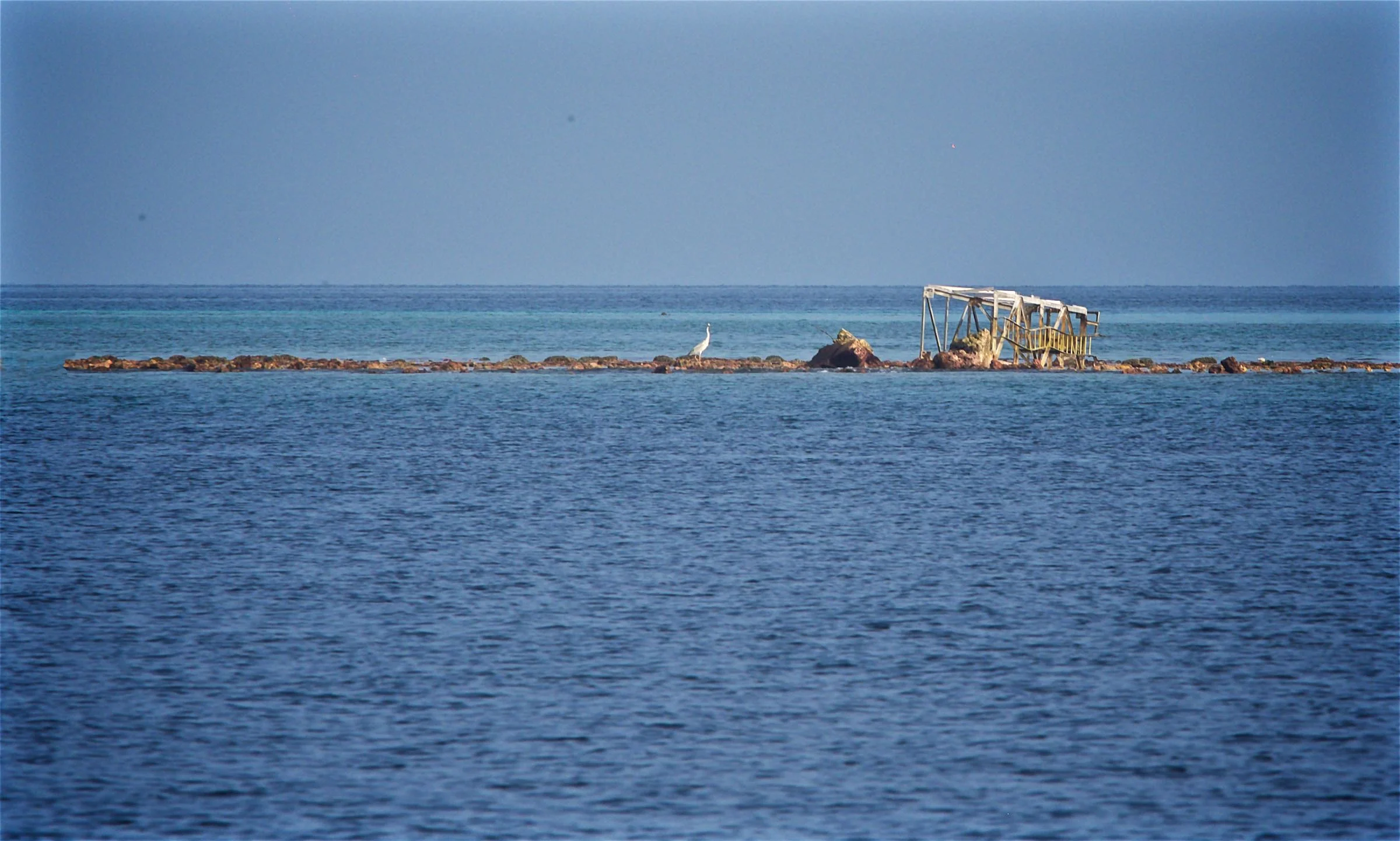 Reef Tips