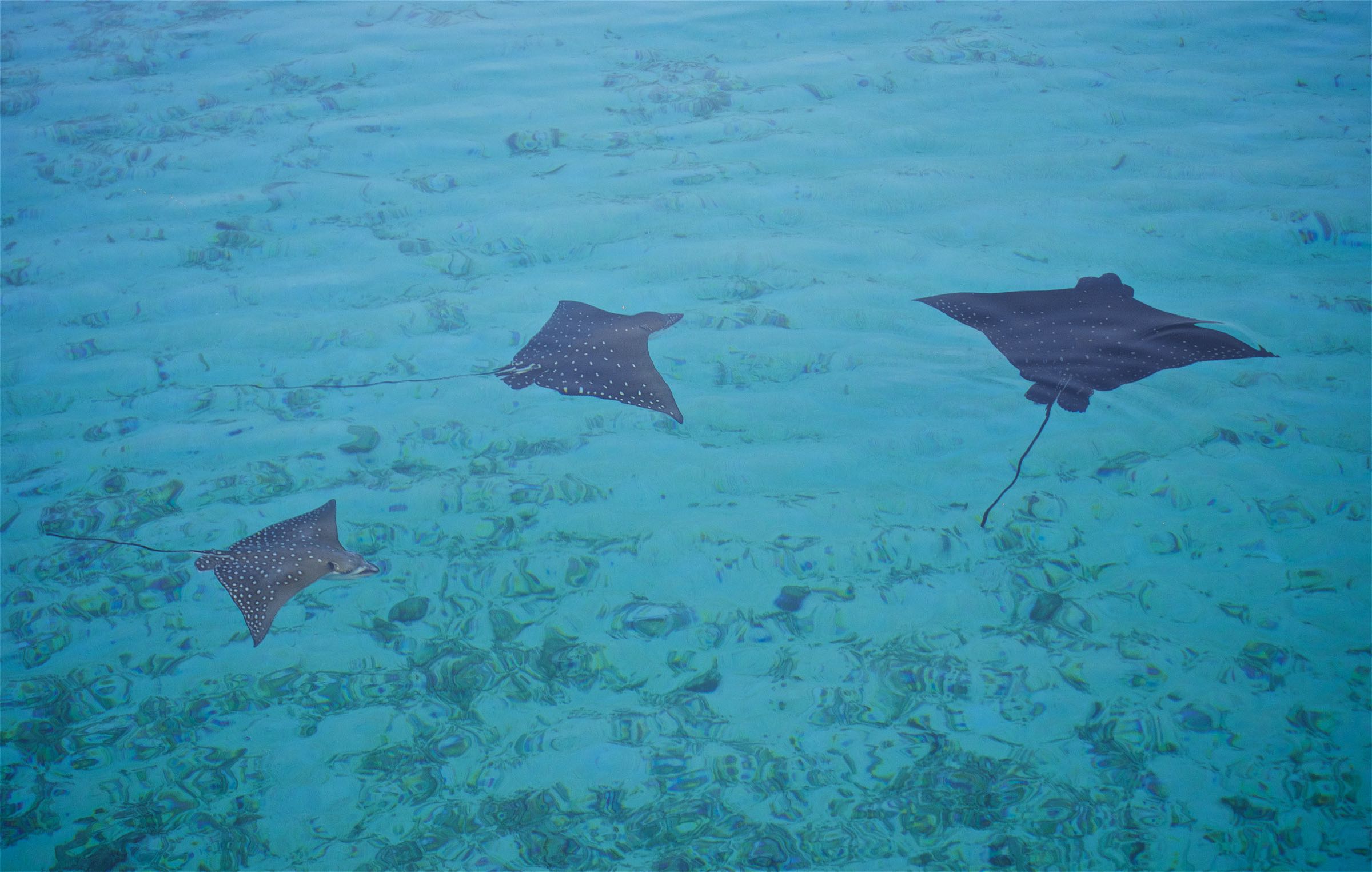 Eagle Ray